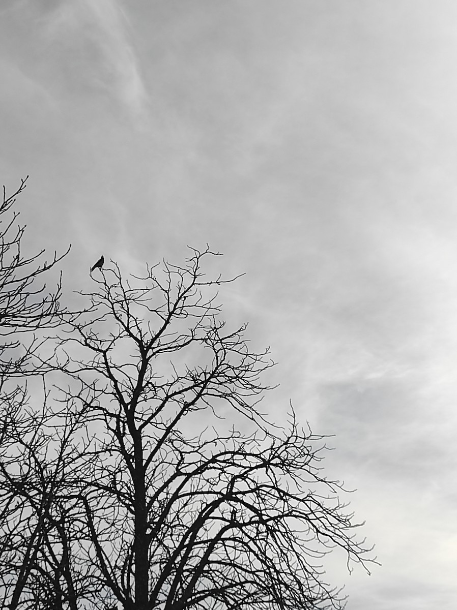 Hooded Crow (Hooded) - ML613861205