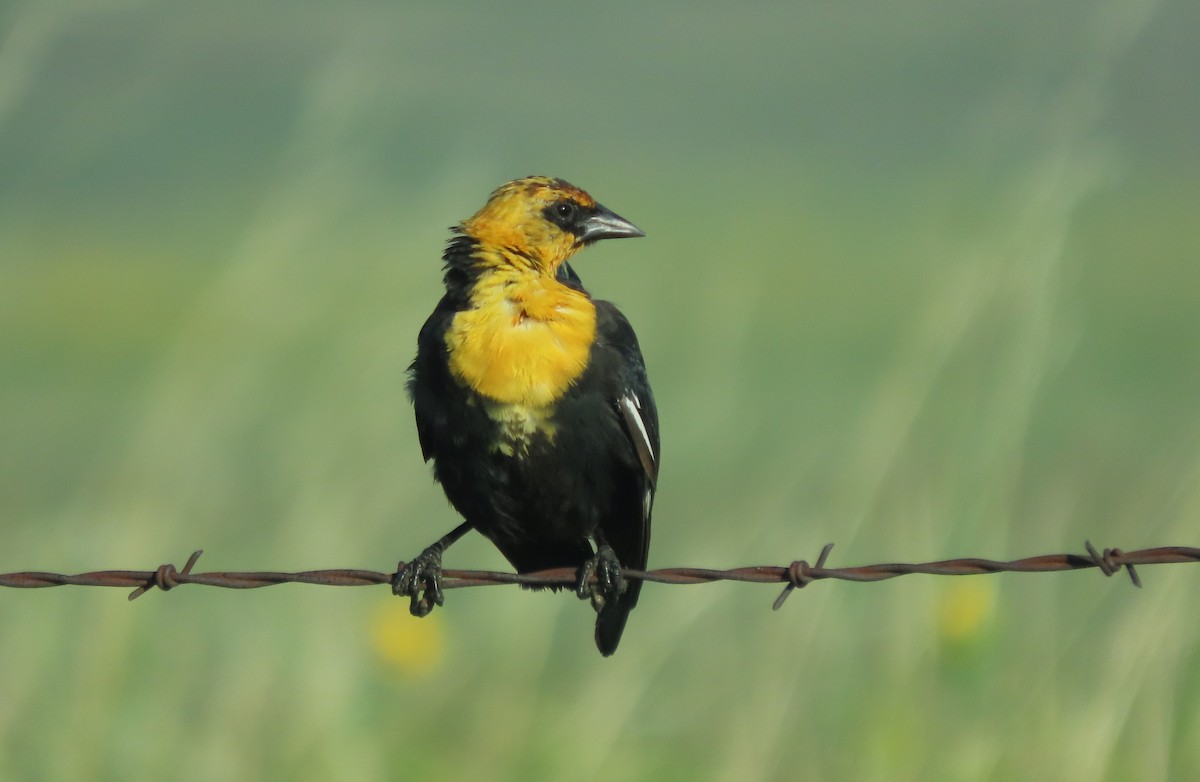 Yellow-headed Blackbird - C. Sledge