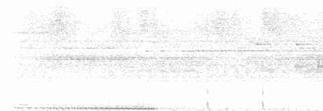 trubač bělokřídlý - ML613861356