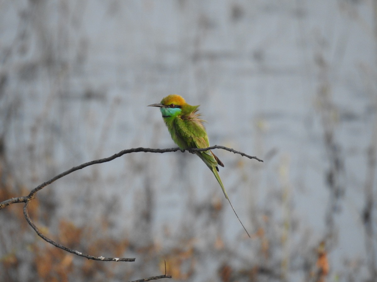 Asian Green Bee-eater - ML613861569