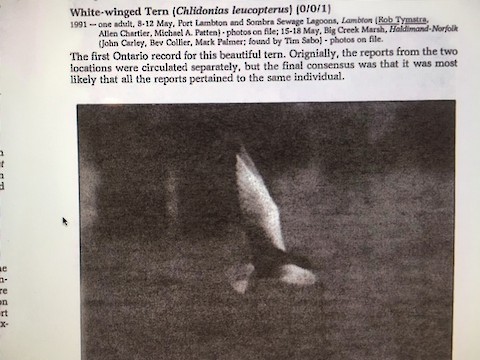 White-winged Tern - ML613861591