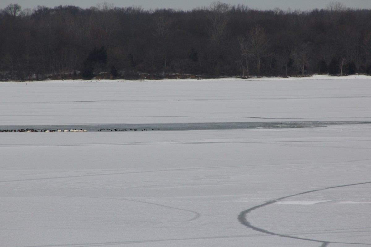 eBird Checklist 22 Jan 2024 Alum Creek SPDam at Africa Rd. 17