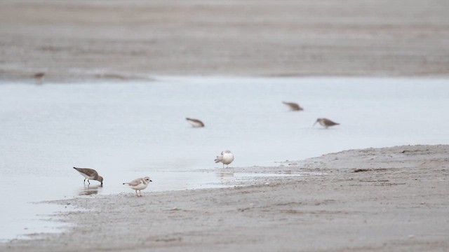 Piping Plover - ML613861688