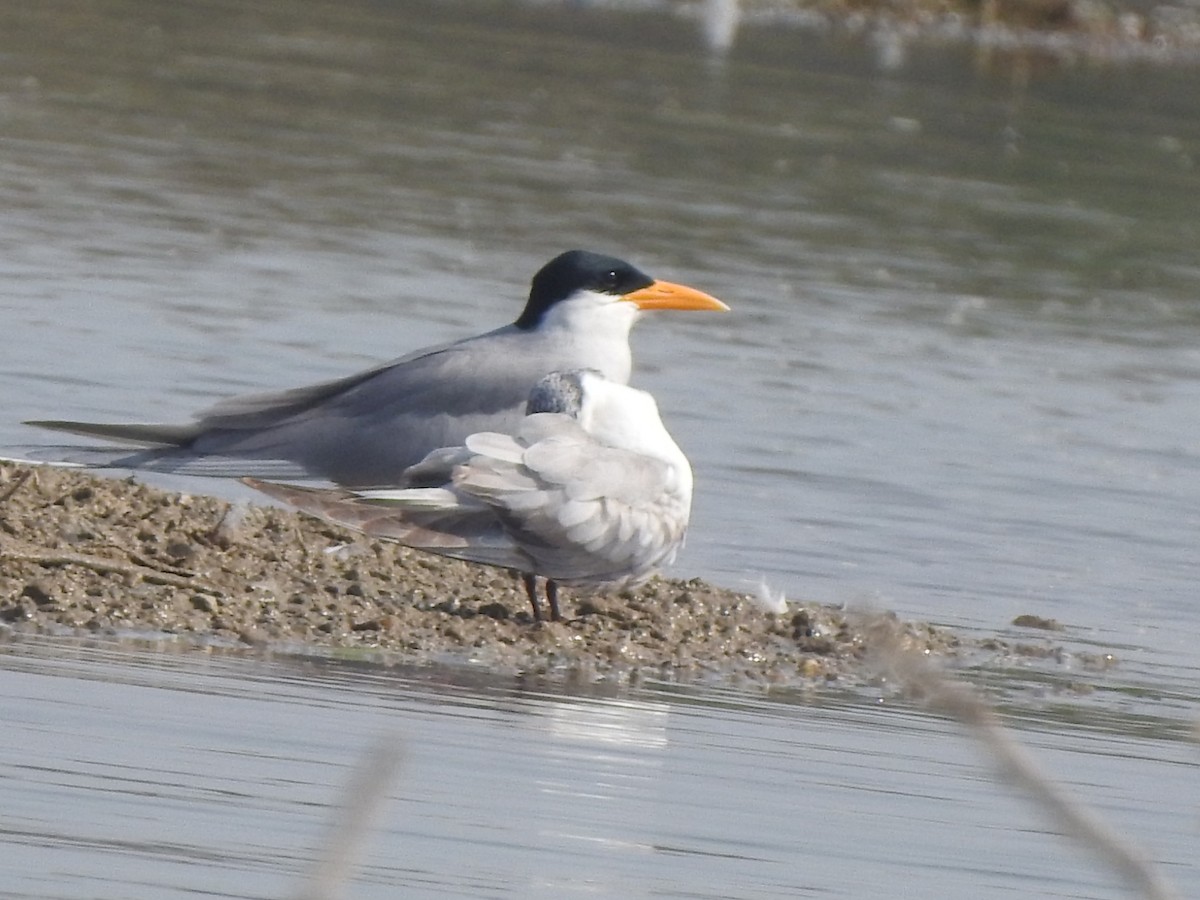 Gull-billed Tern - Hemraj Patil