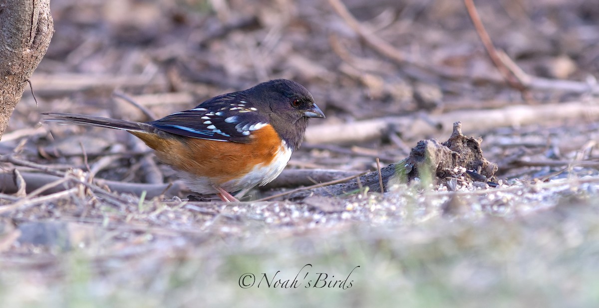 Spotted Towhee - ML613862313