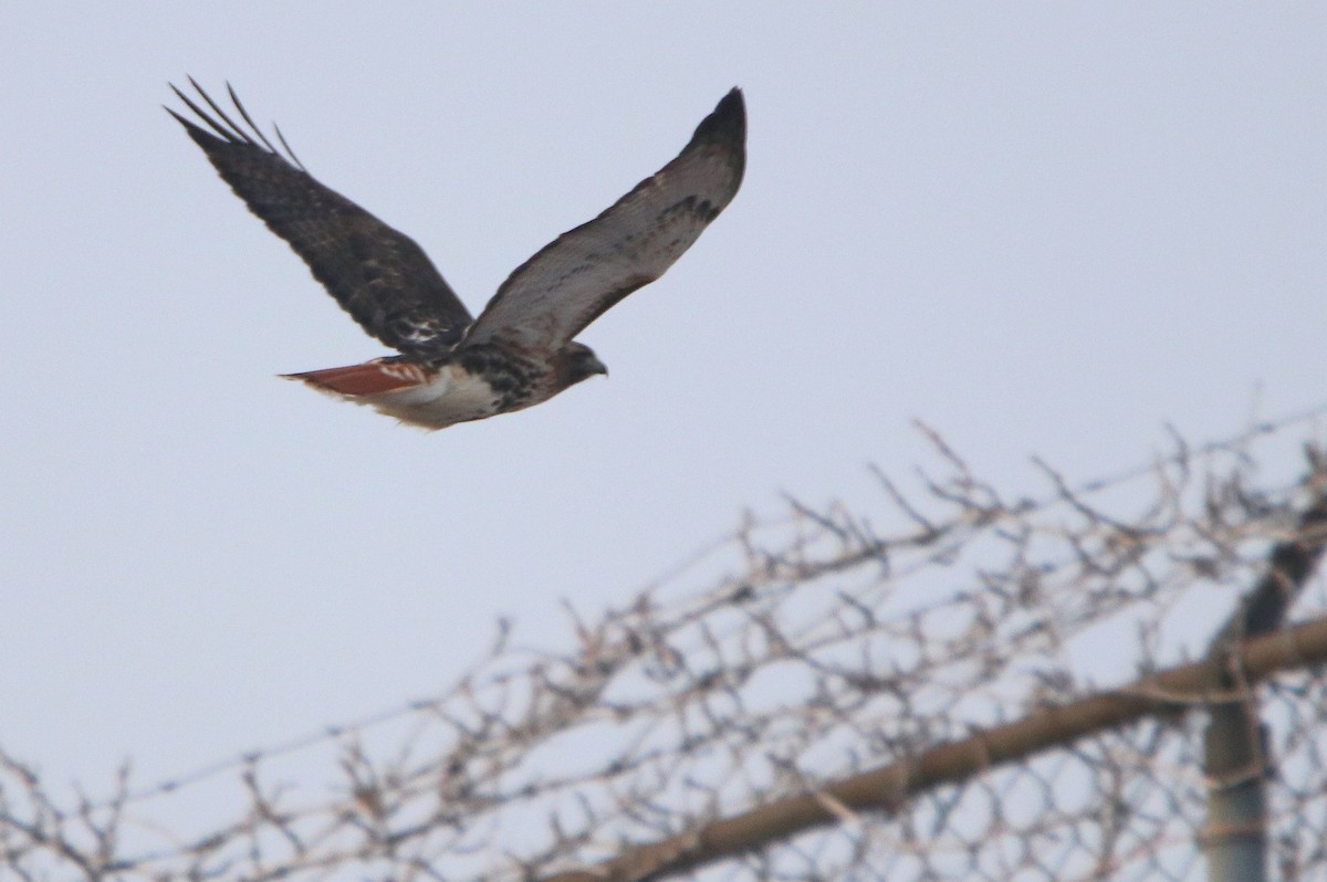 Red-tailed Hawk (abieticola) - ML613862499
