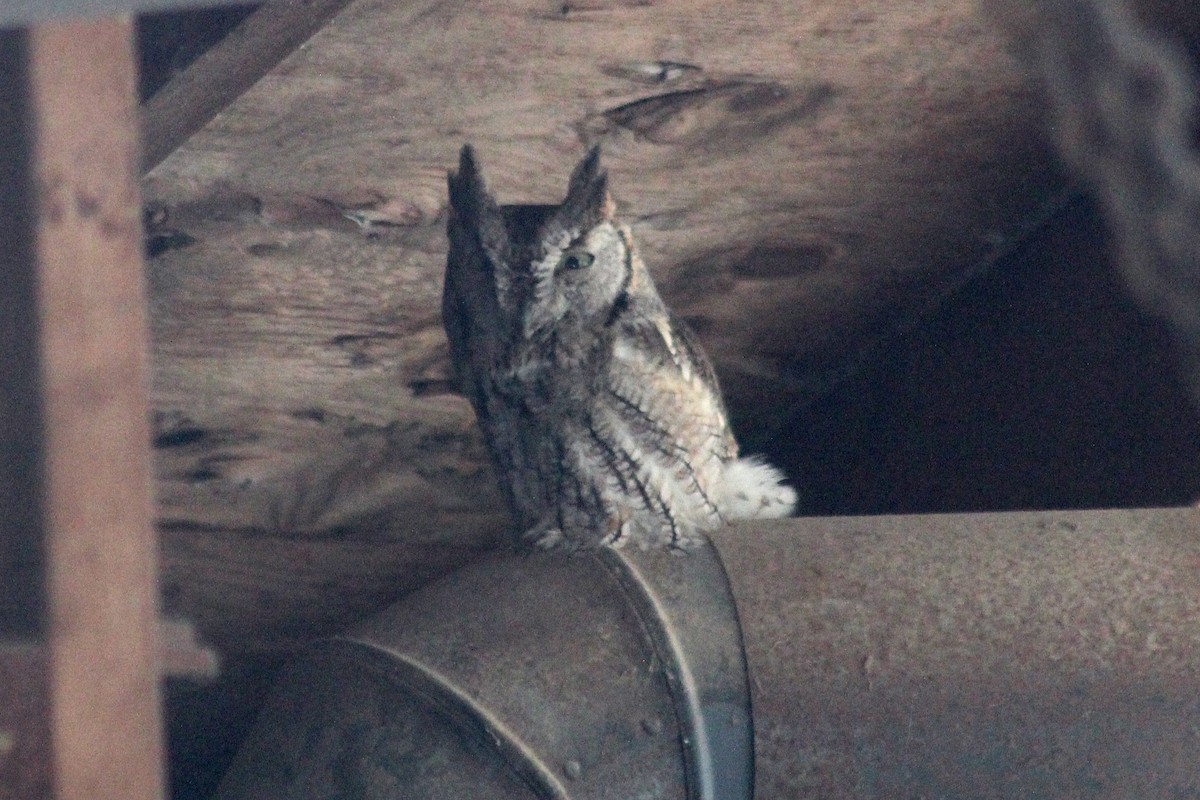 Eastern Screech-Owl - Clint Wiederholt