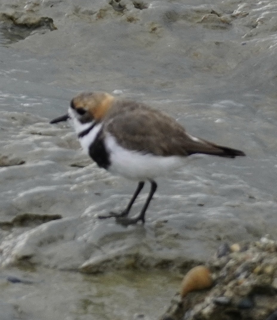 Two-banded Plover - ML613862765