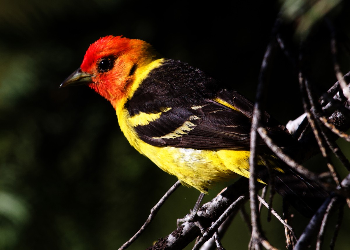 Western Tanager - ML613862878