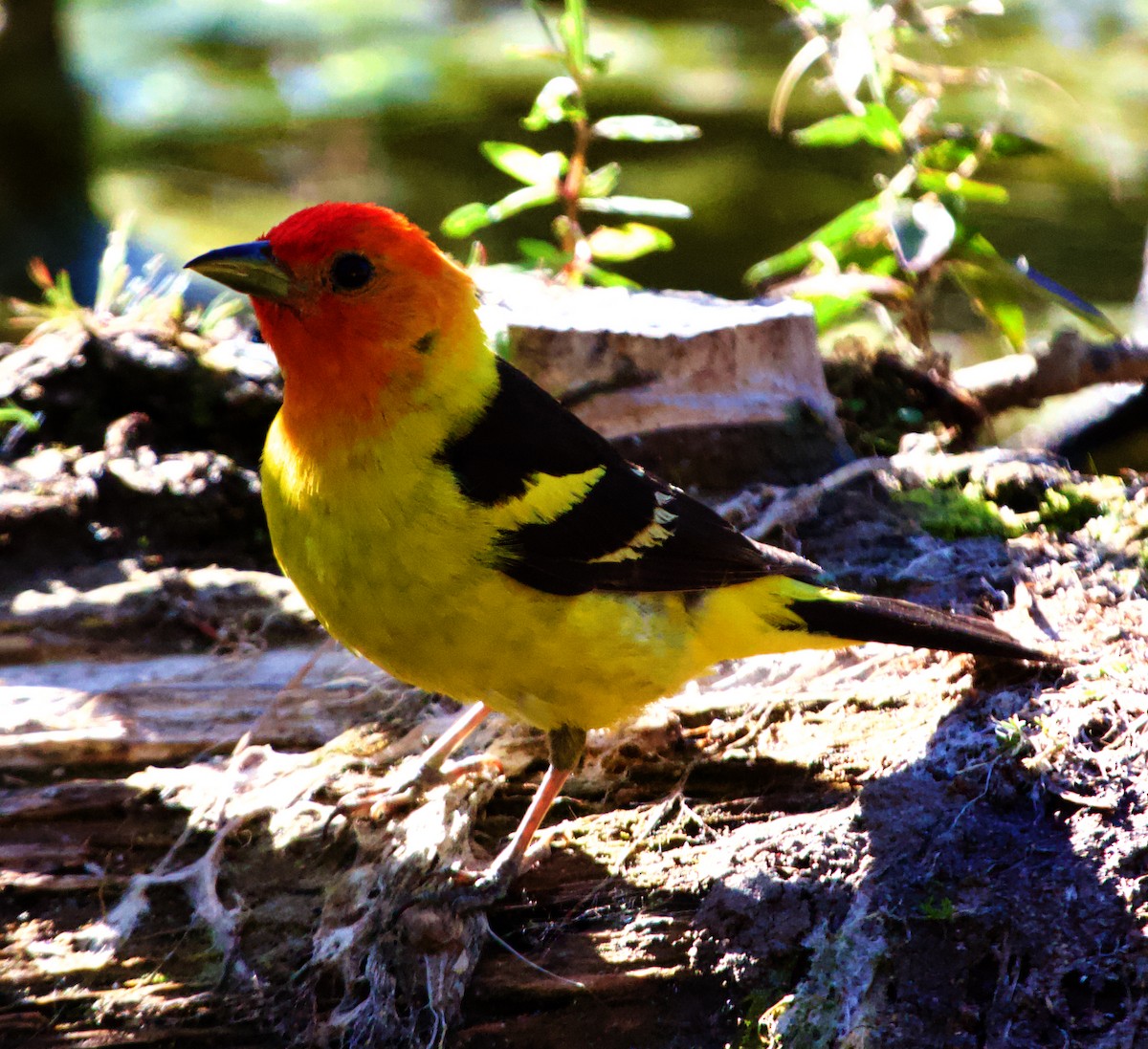 Western Tanager - Rob O'Donnell
