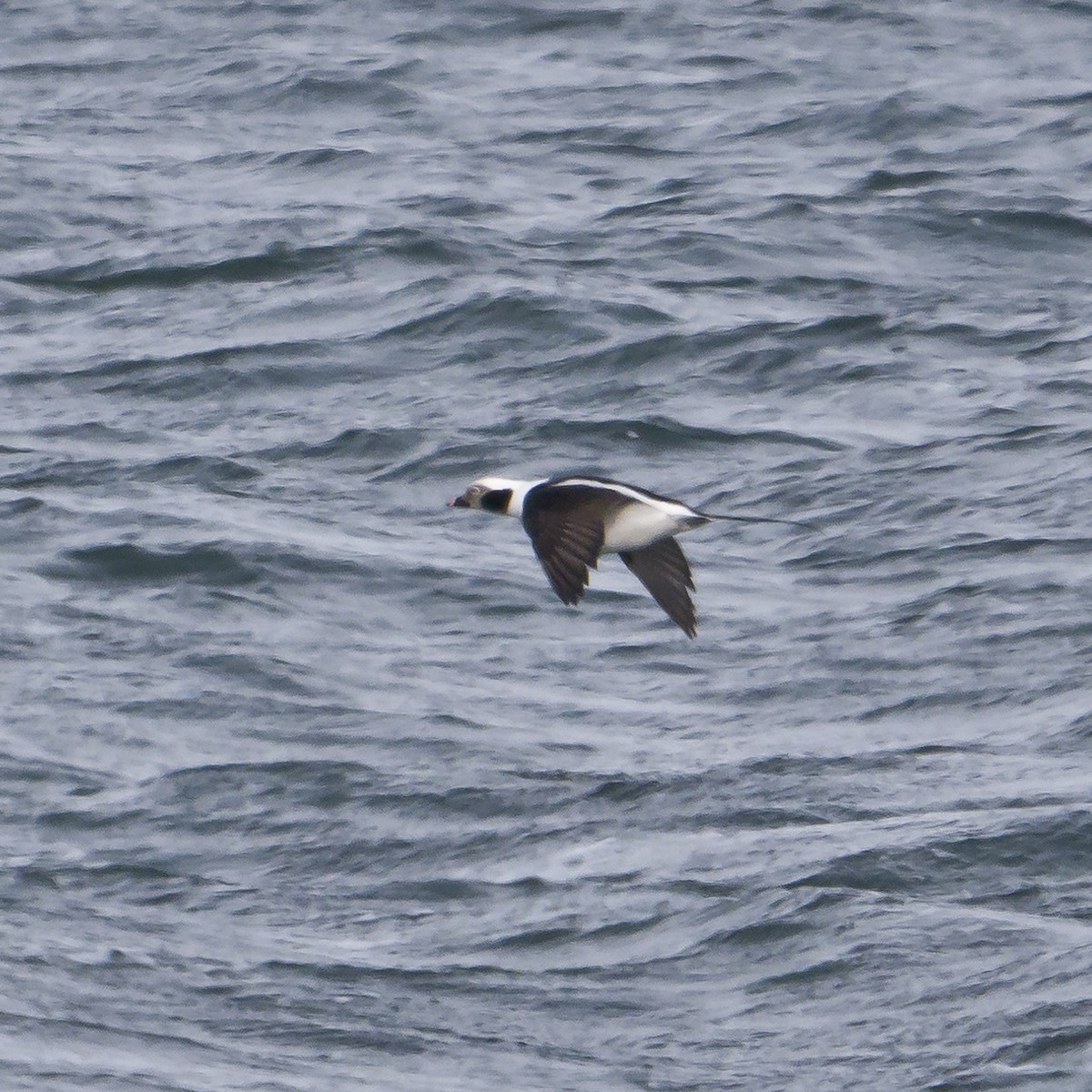Long-tailed Duck - ML613862929