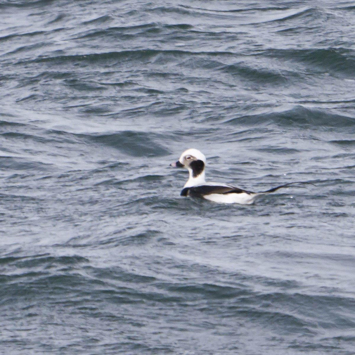 Long-tailed Duck - ML613862930