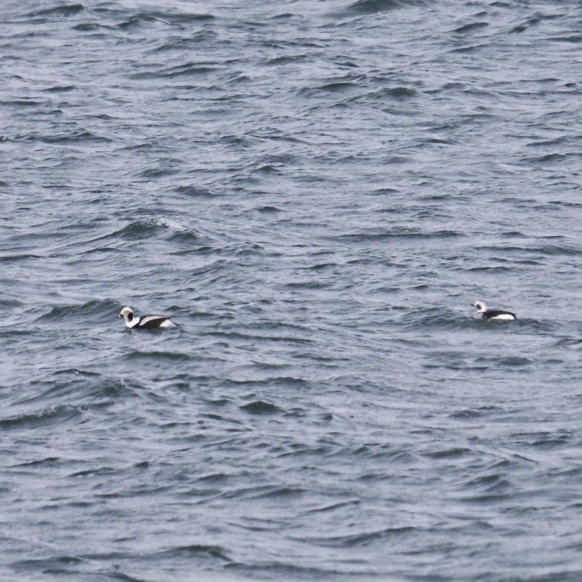 Long-tailed Duck - ML613862931