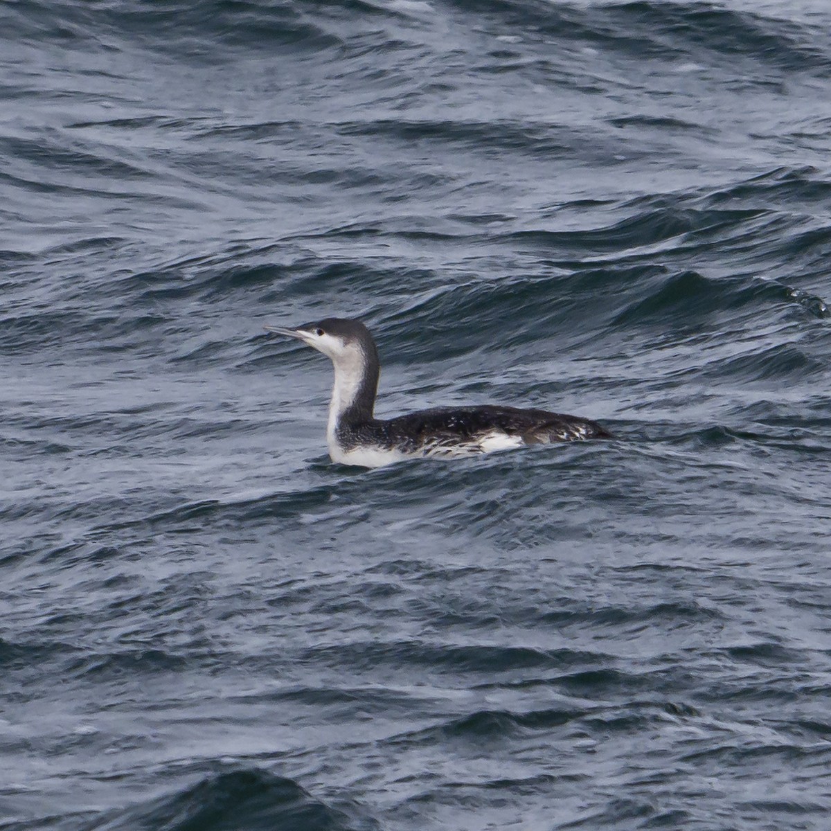 Red-throated Loon - ML613862952