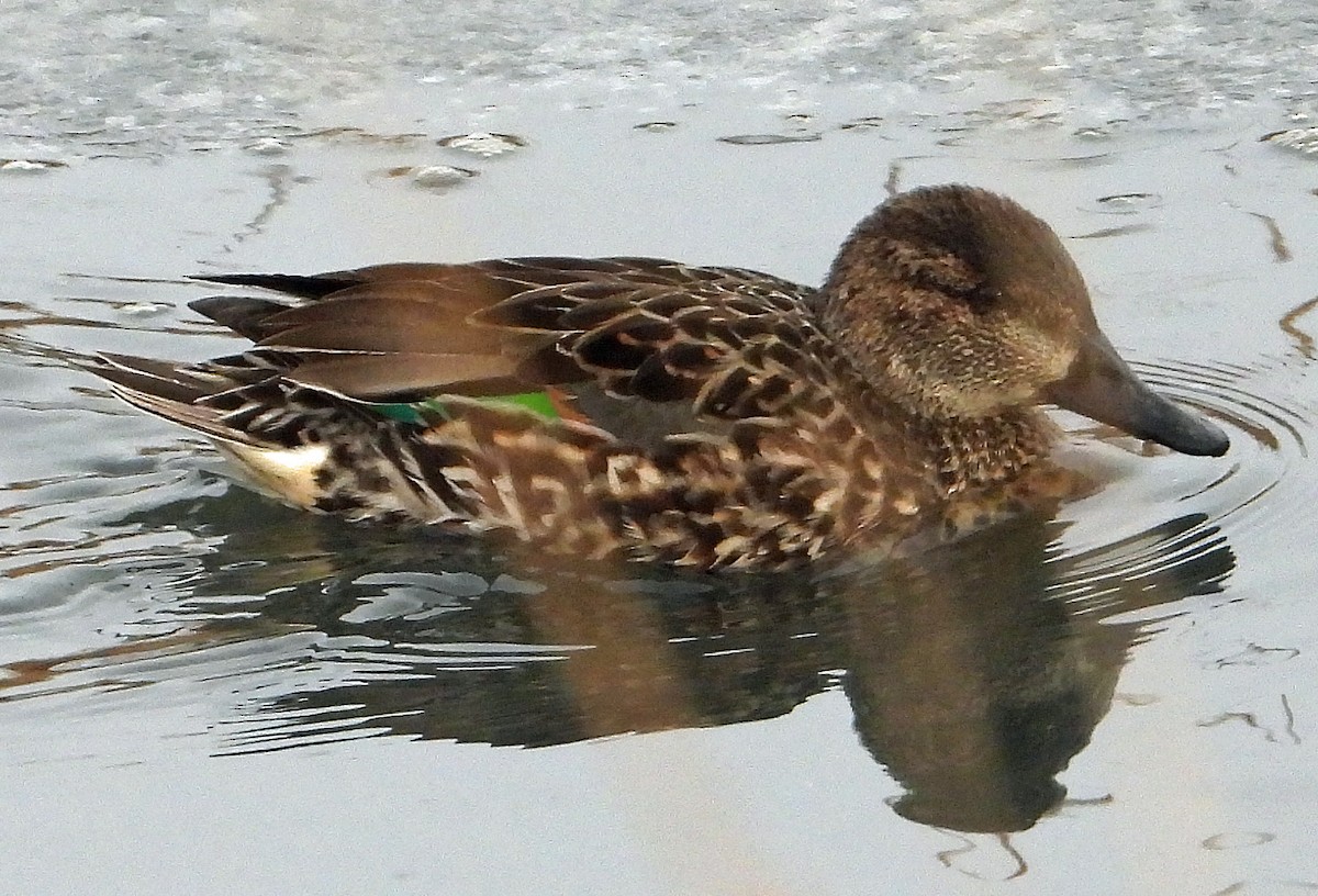 Green-winged Teal - ML613863151