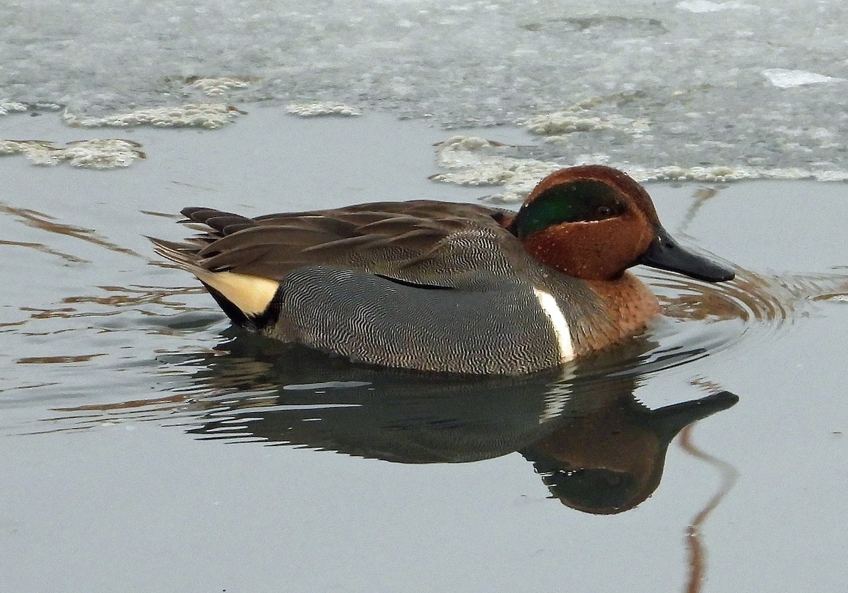 Green-winged Teal - ML613863152