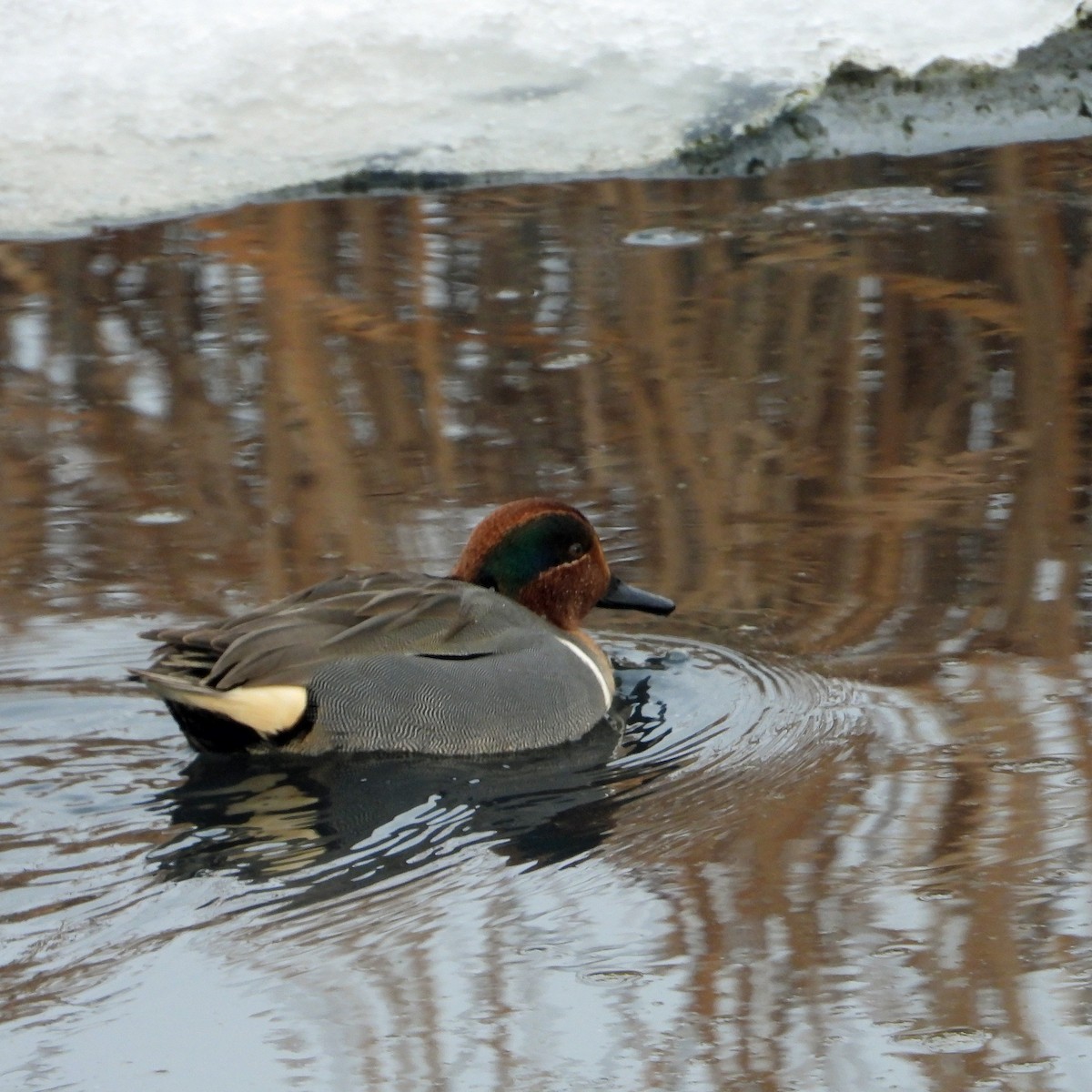 Green-winged Teal - ML613863153