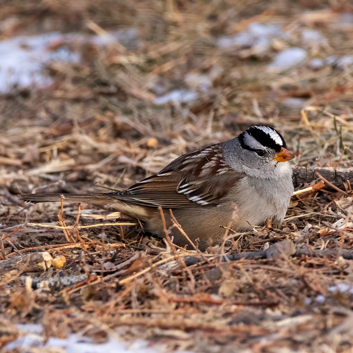 White-crowned Sparrow - Brian Peterson