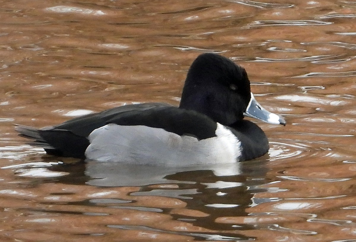 Ring-necked Duck - ML613863169