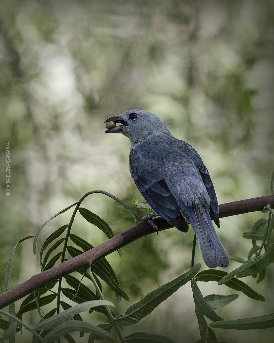 Blue-gray Tanager - ML613863182
