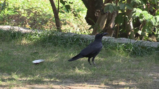 Large-billed Crow - ML613863228