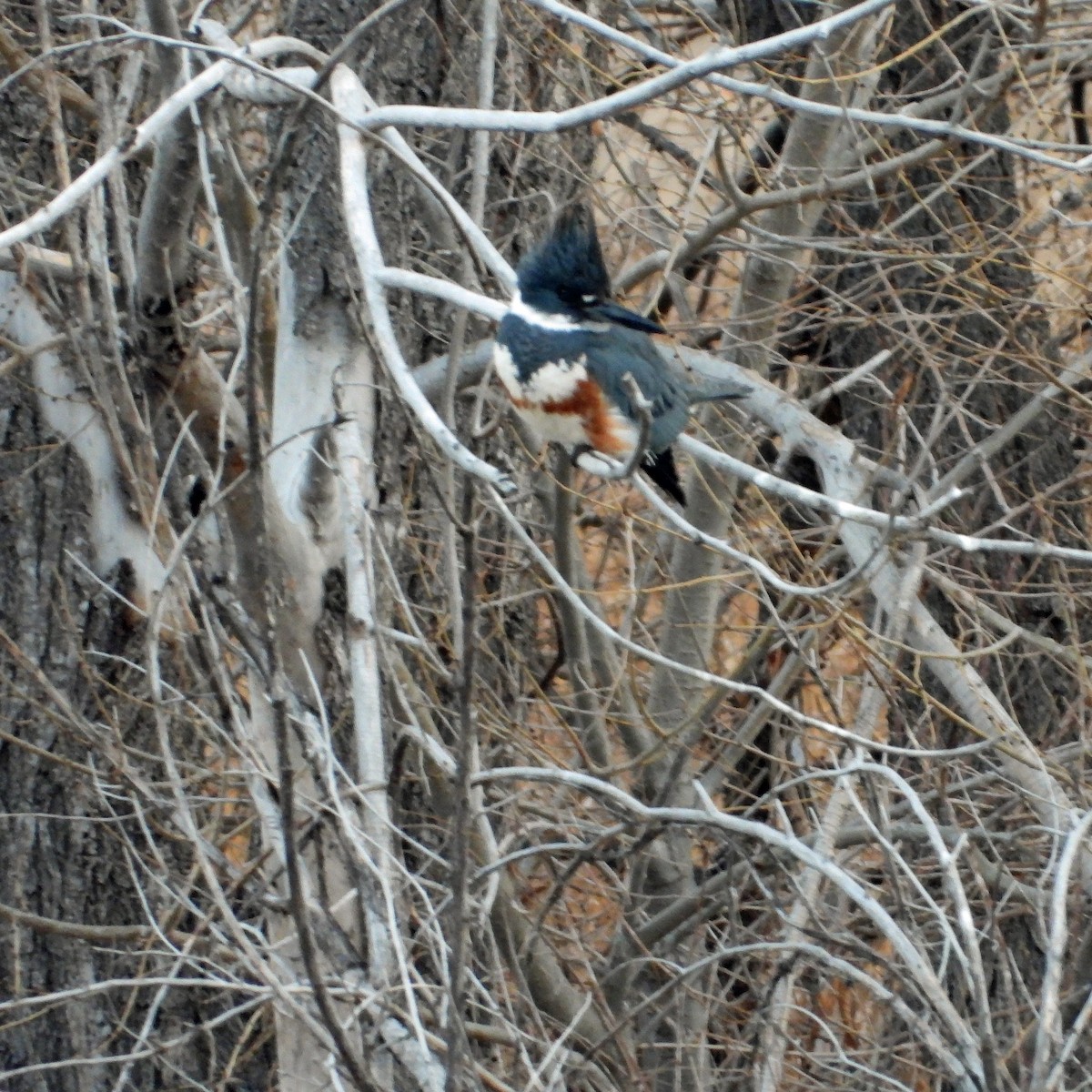 Belted Kingfisher - ML613863233
