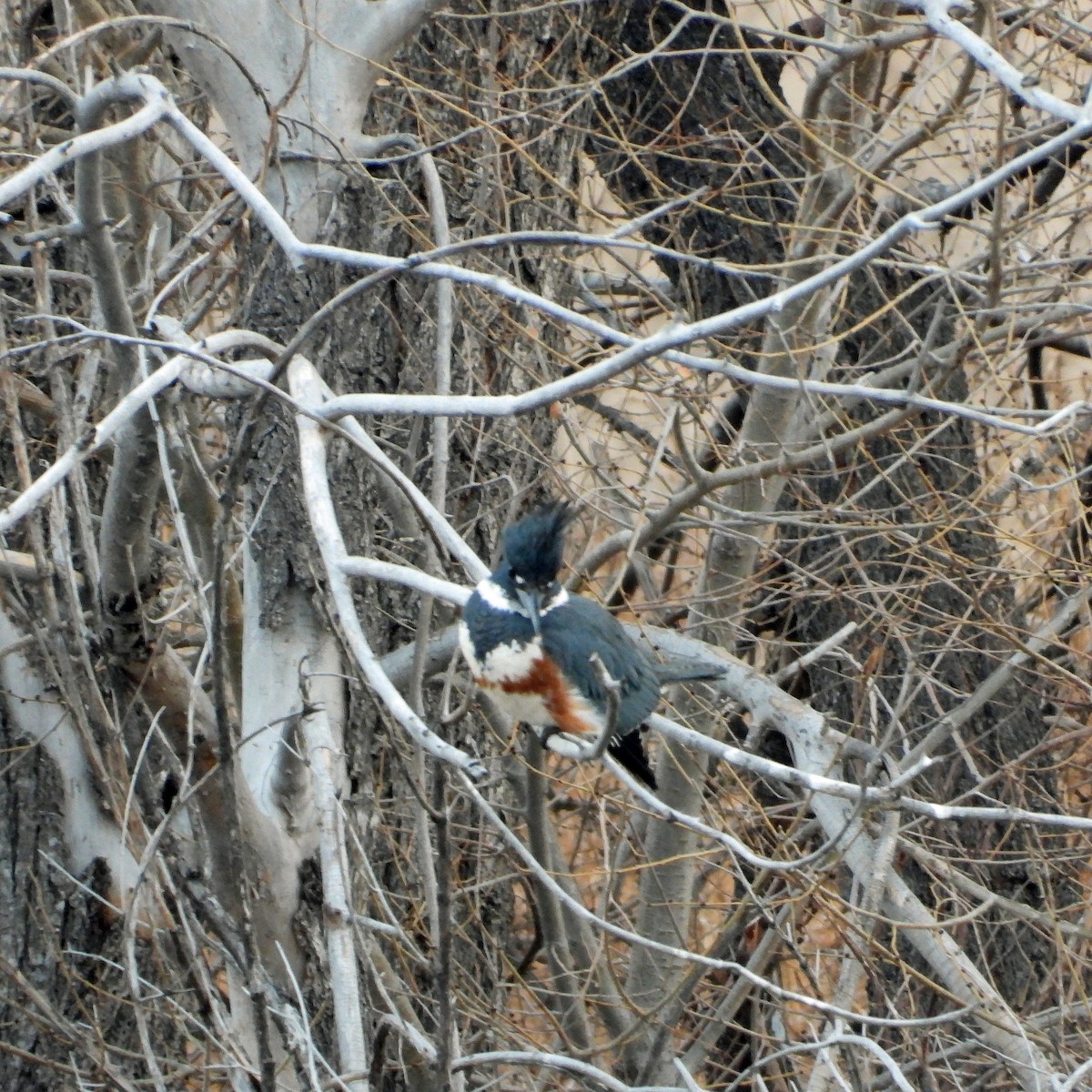 Belted Kingfisher - ML613863234