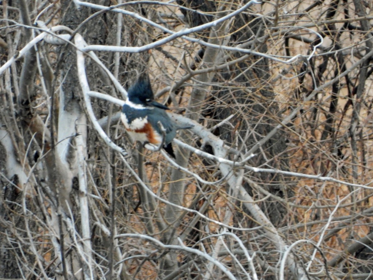 Belted Kingfisher - ML613863235