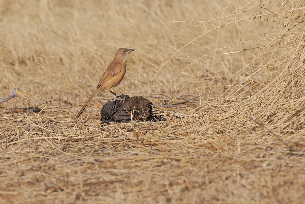 EBird Checklist 9 Jan 2024 Auto Selected 16 45072 15 62423 1   1200