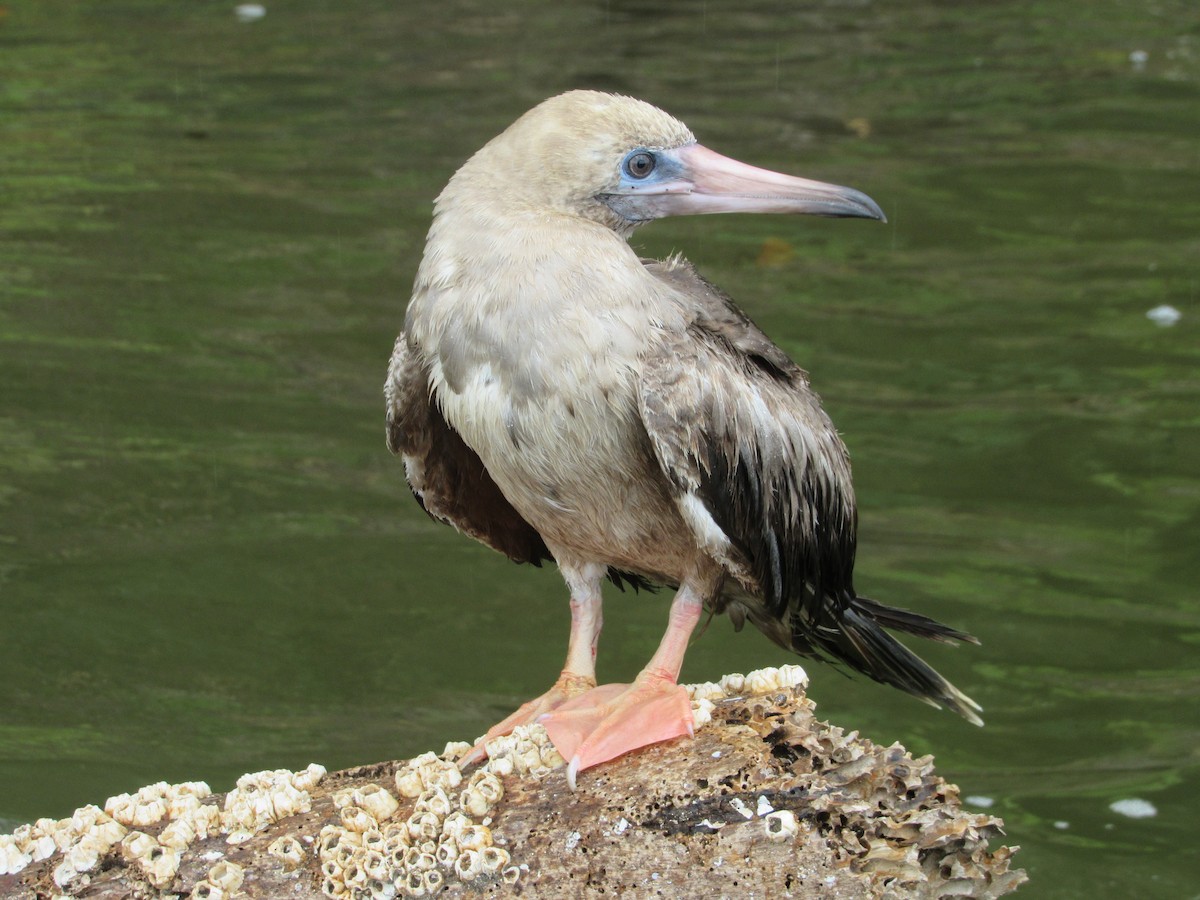 Red-footed Booby - ML613863645