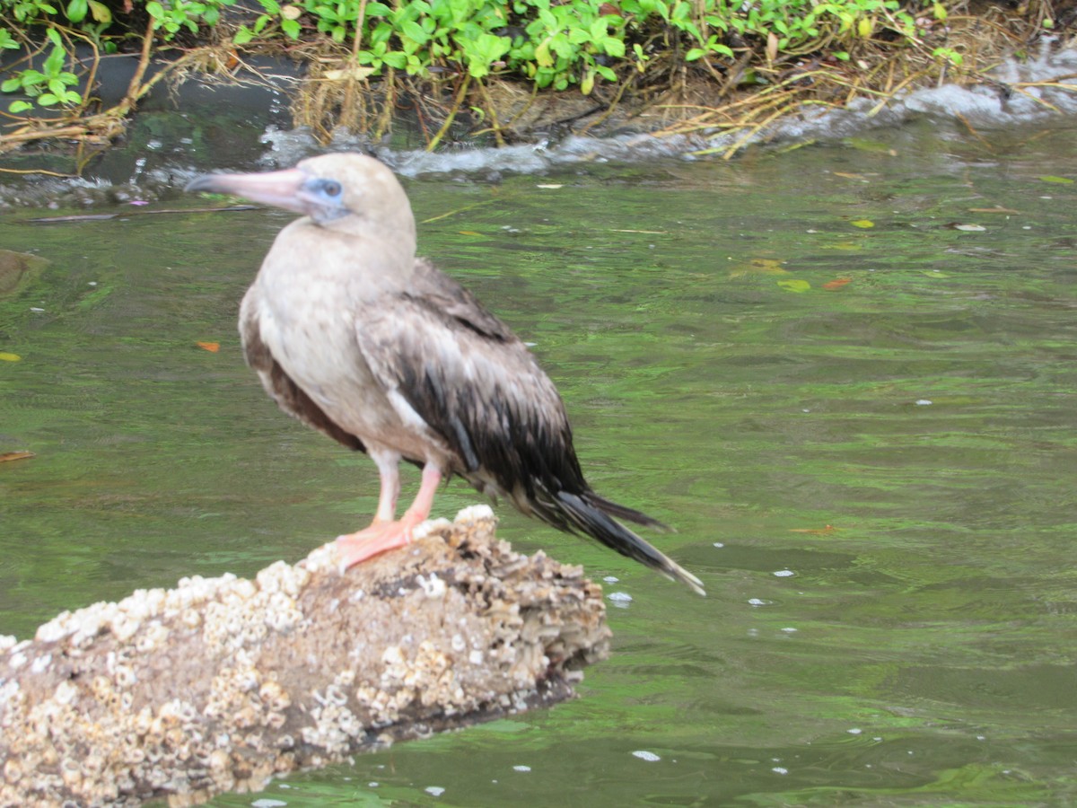 Red-footed Booby - ML613863646