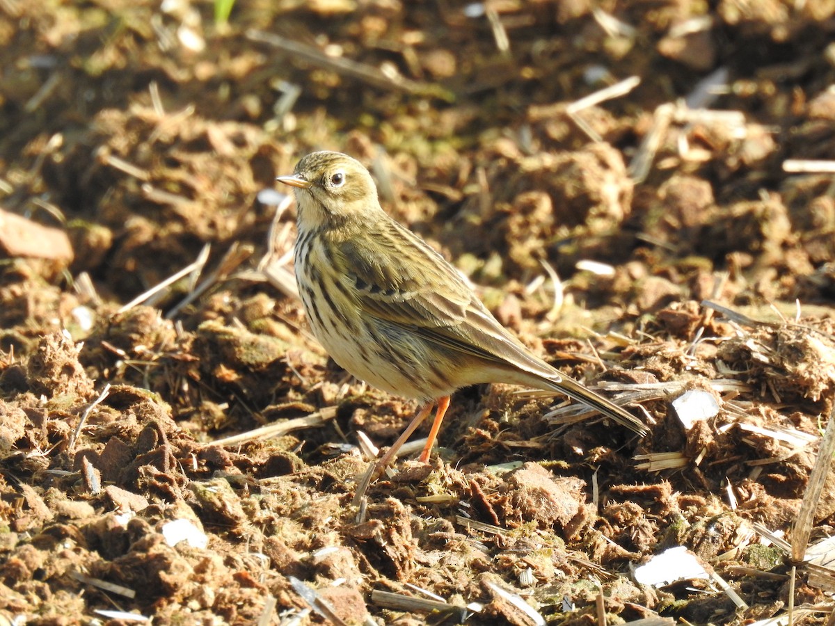 Meadow Pipit - ML613863676