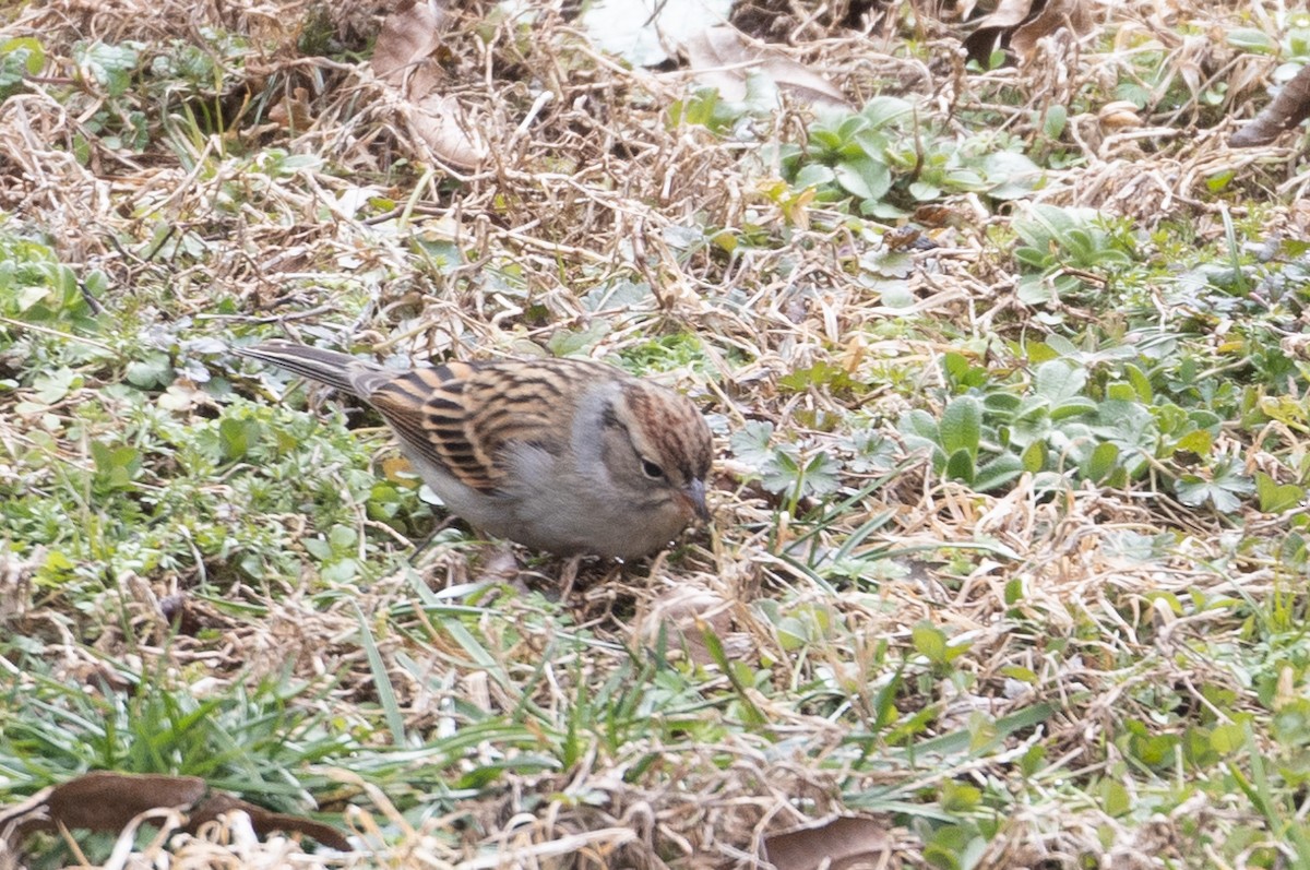 Chipping Sparrow - ML613863688