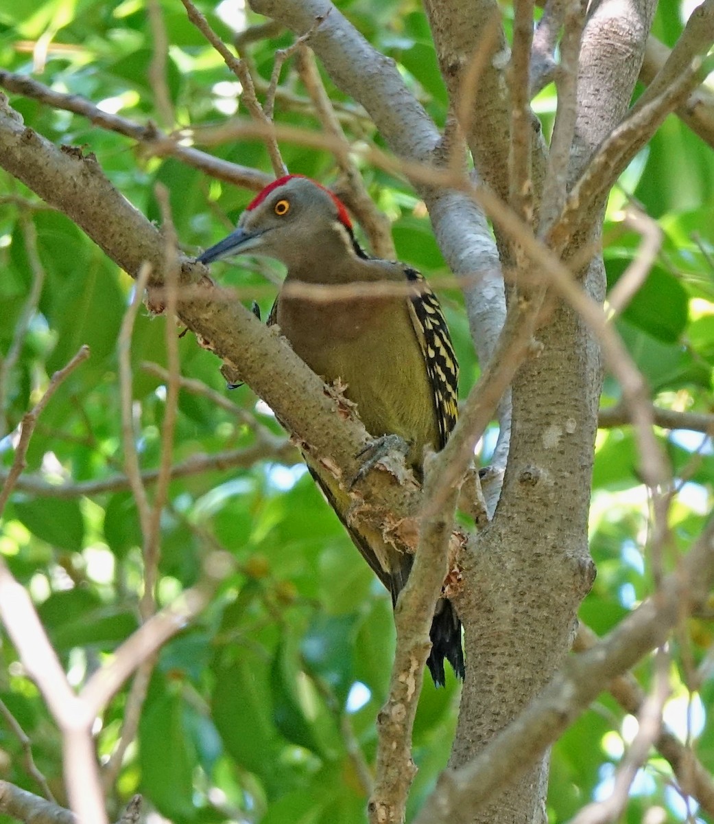 Hispaniolan Woodpecker - ML613863805