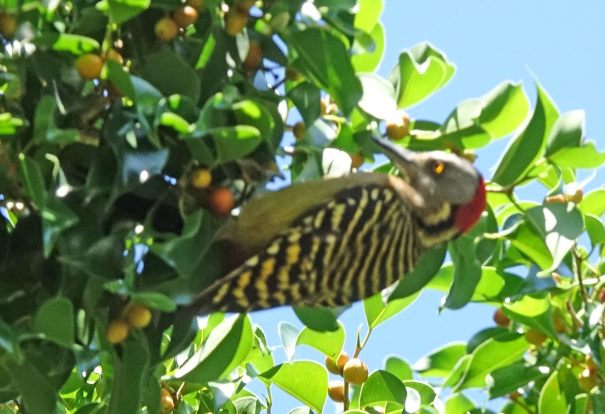 Hispaniolan Woodpecker - ML613863835