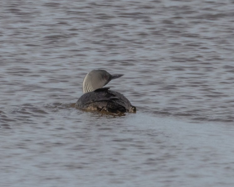 Red-throated Loon - ML613863944