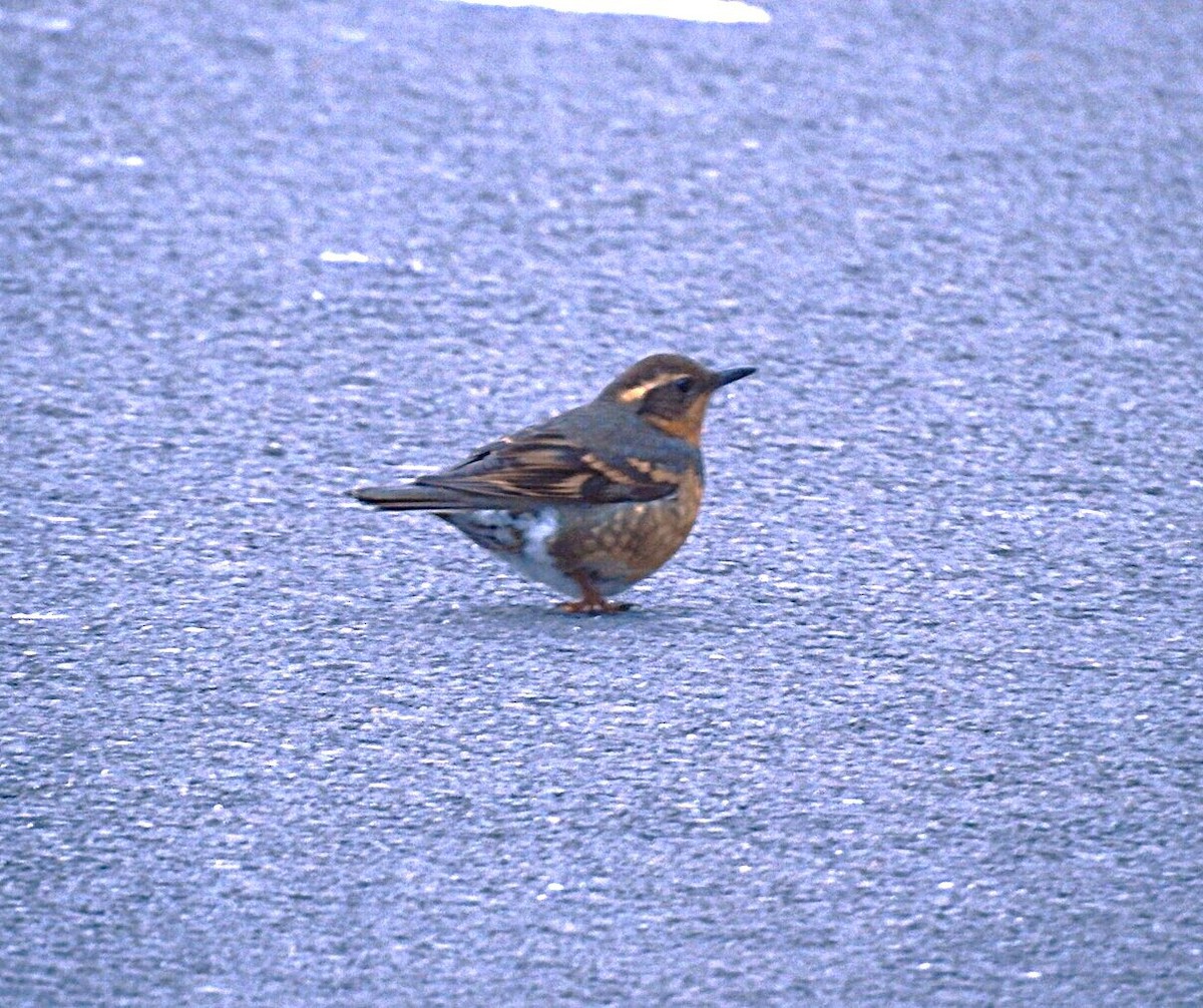 EBird Checklist 22 Jan 2024 1 Nichols Lane Peterborough New