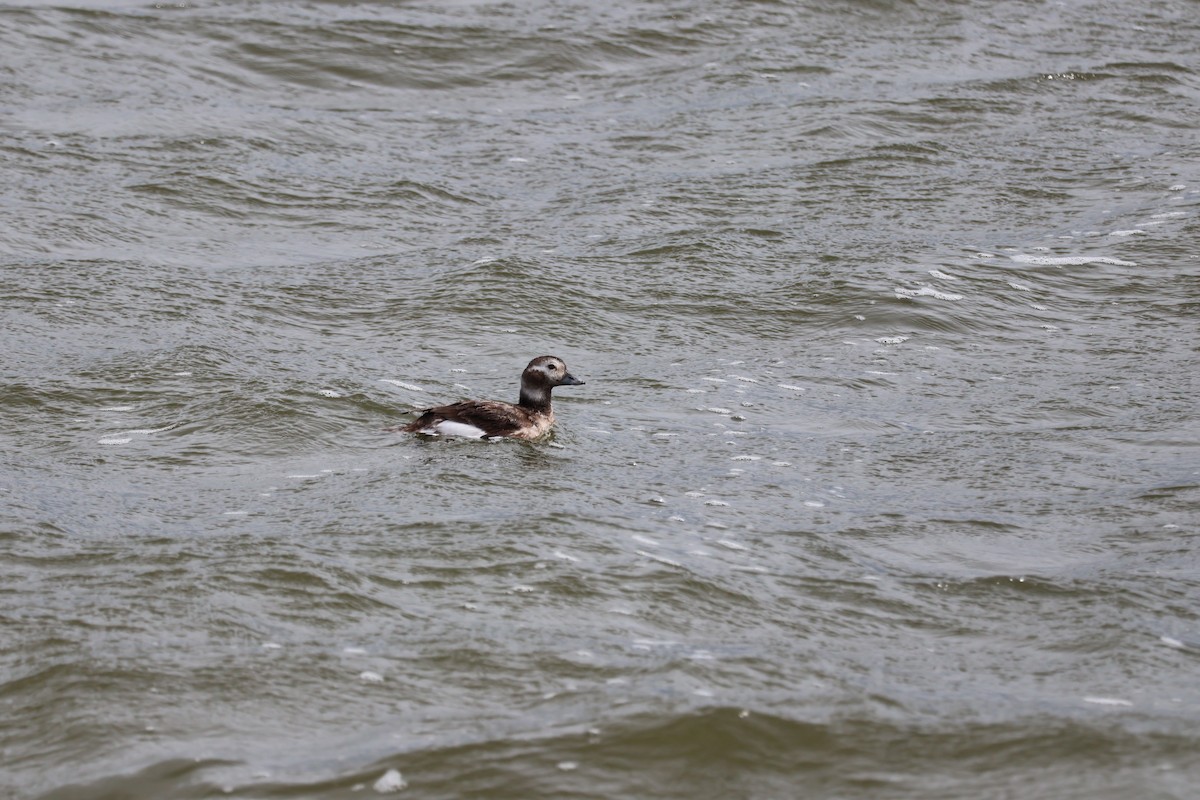 Long-tailed Duck - ML613864114