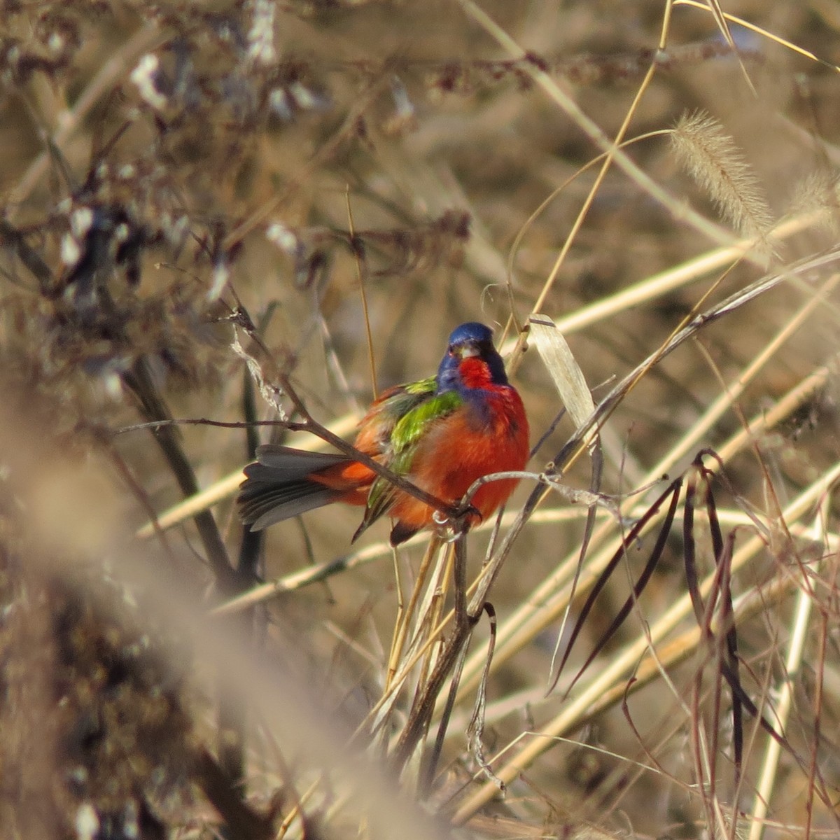 Painted Bunting - ML613864286