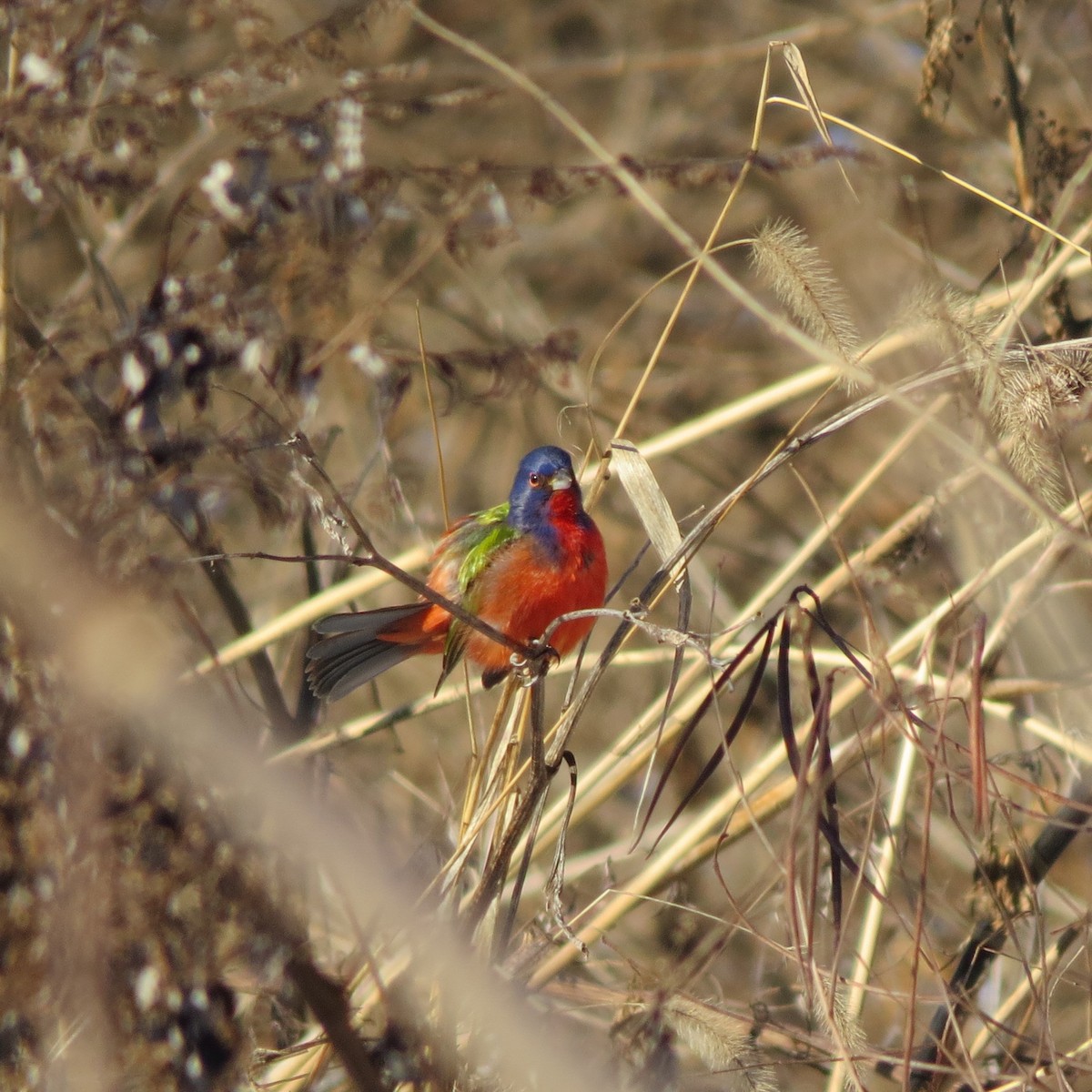 Painted Bunting - ML613864287