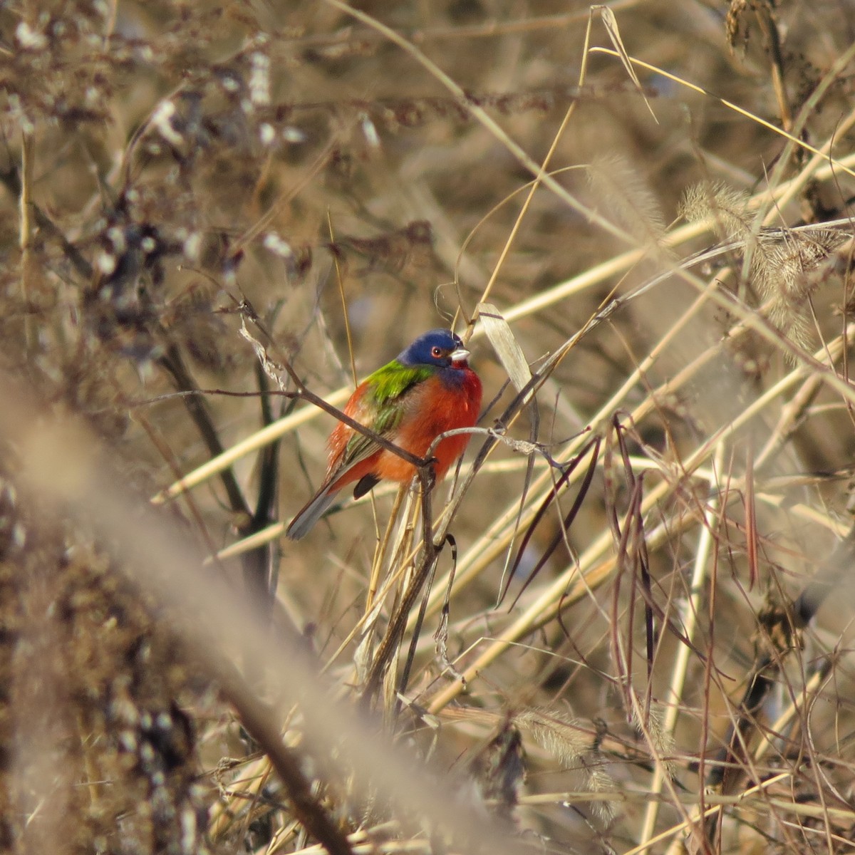 Painted Bunting - ML613864288