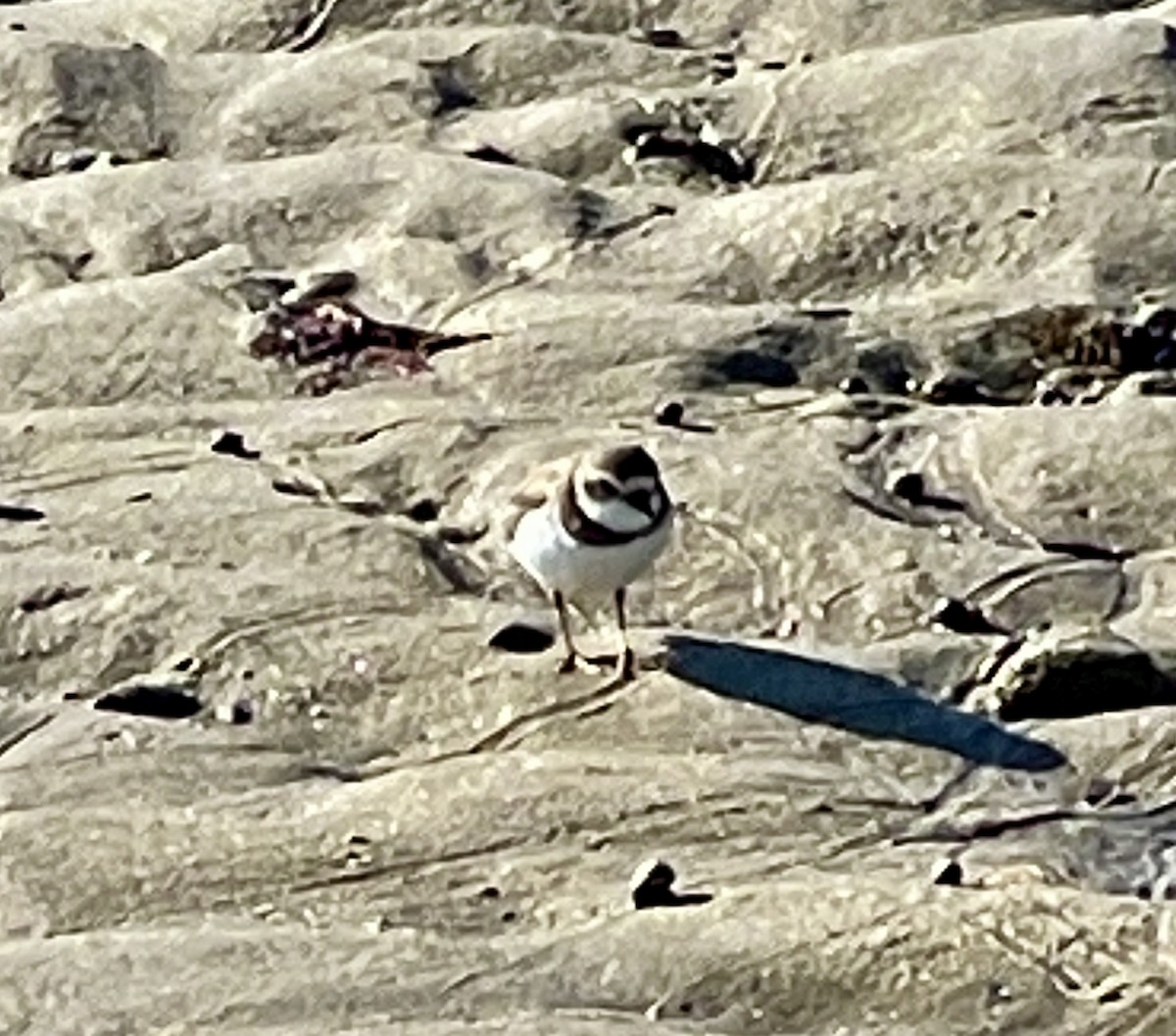 Semipalmated Plover - ML613864341