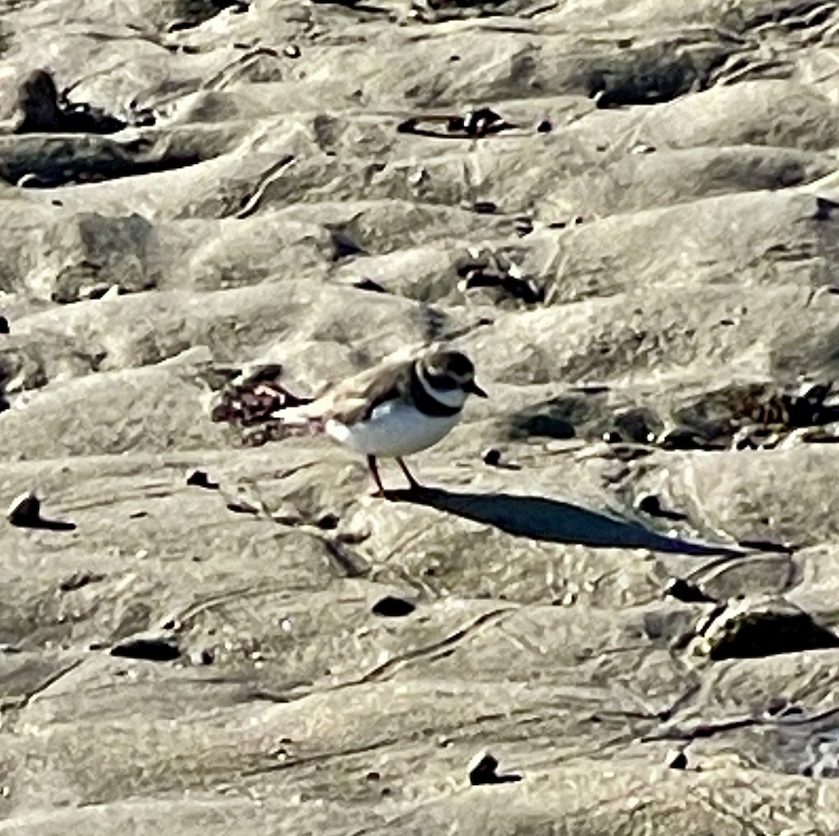 Semipalmated Plover - ML613864344