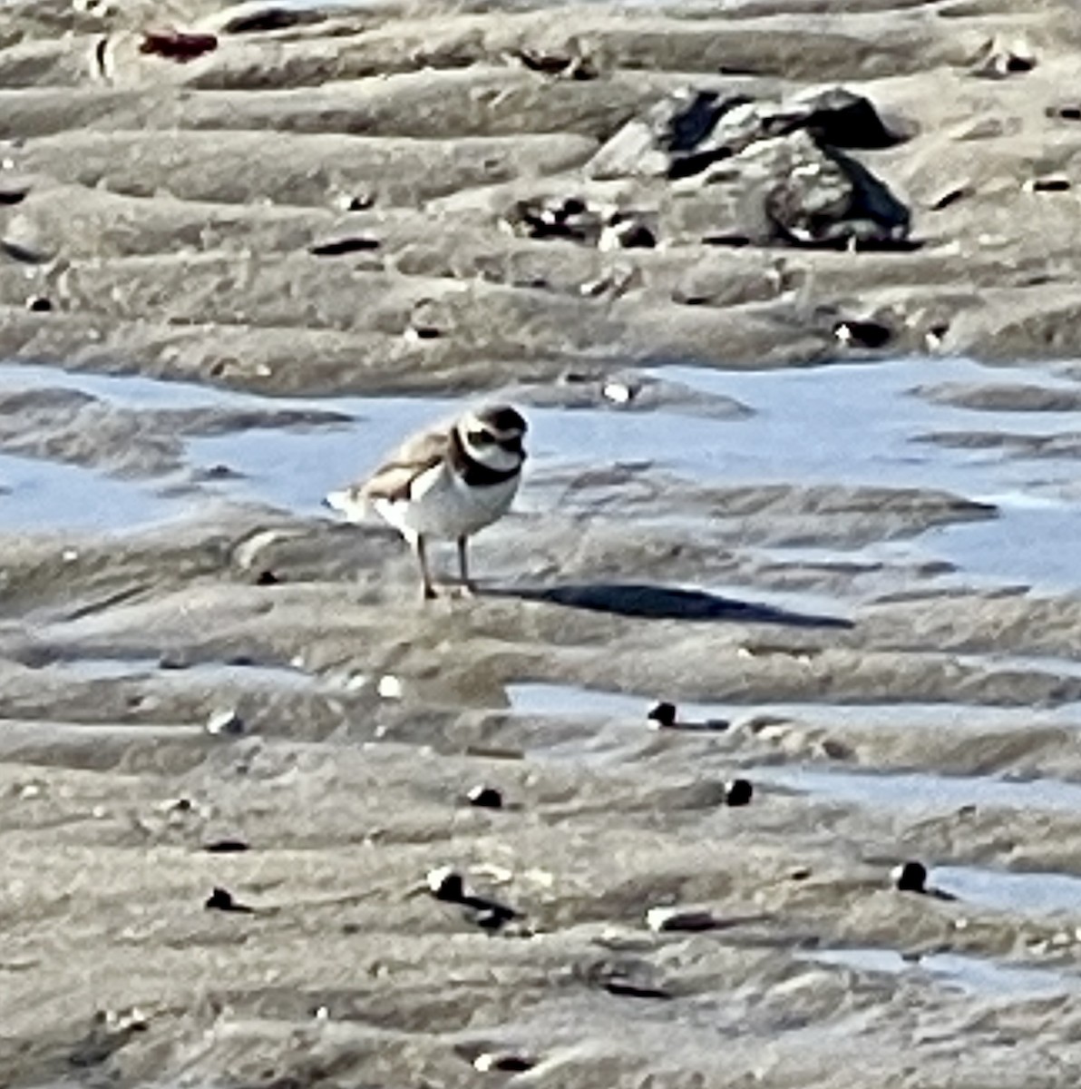 Semipalmated Plover - ML613864345