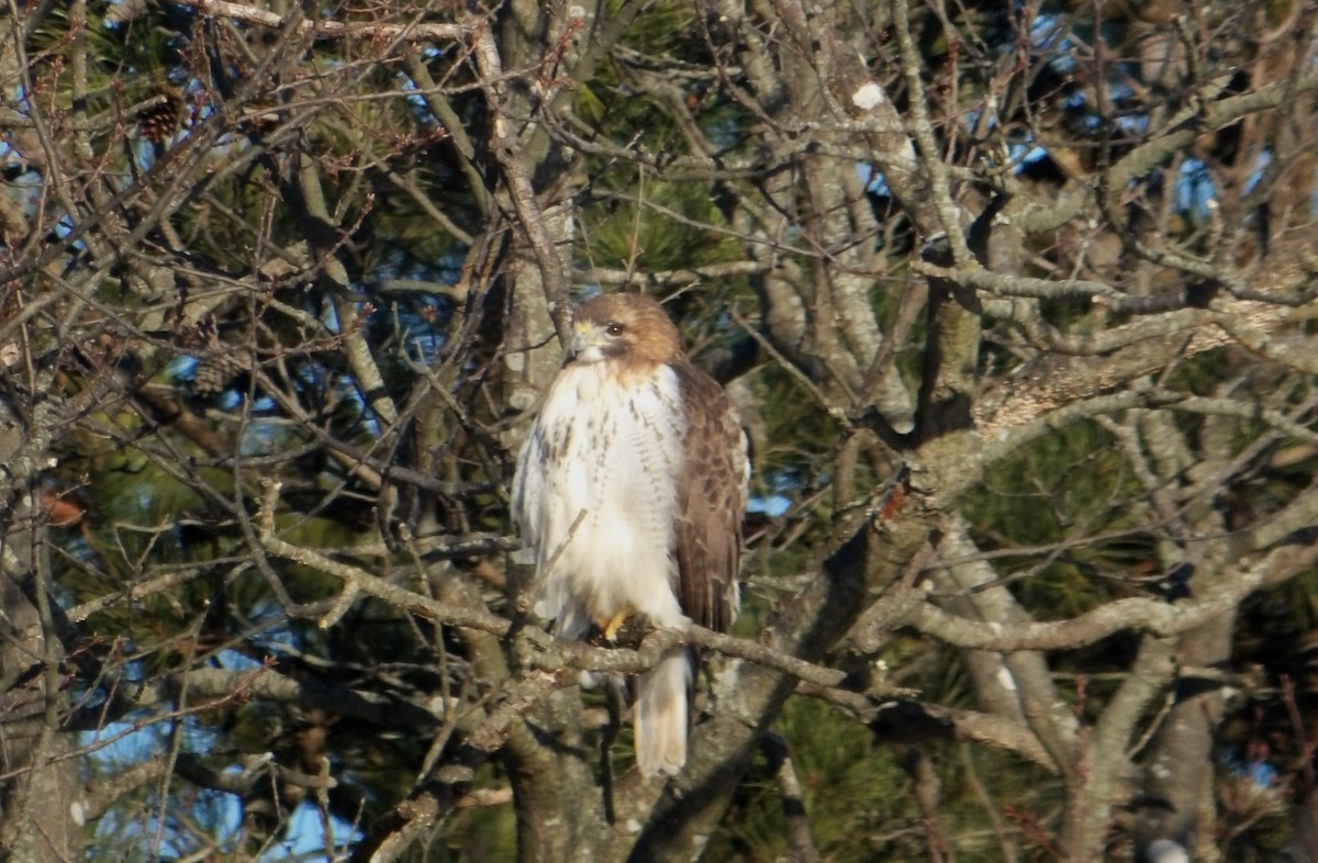 Red-tailed Hawk - ML613864726