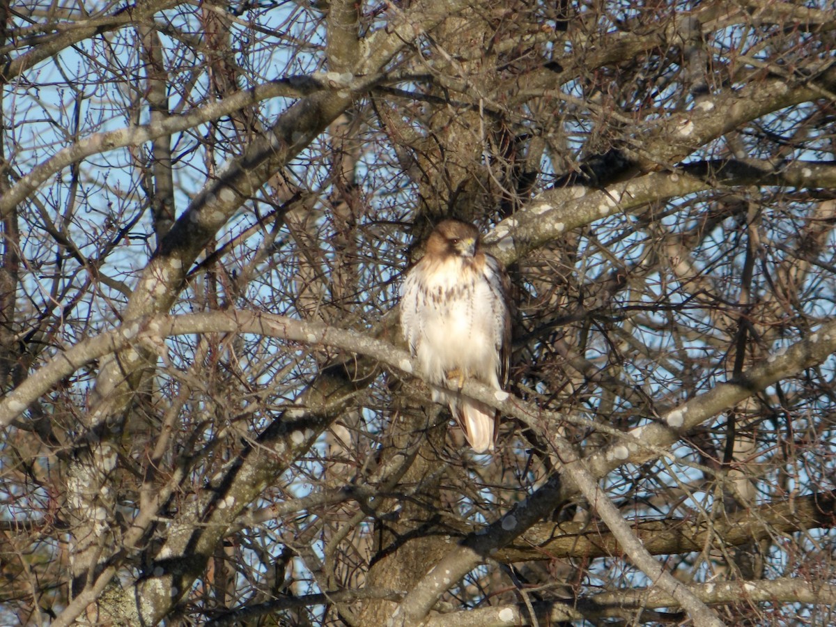 Red-tailed Hawk - ML613864727