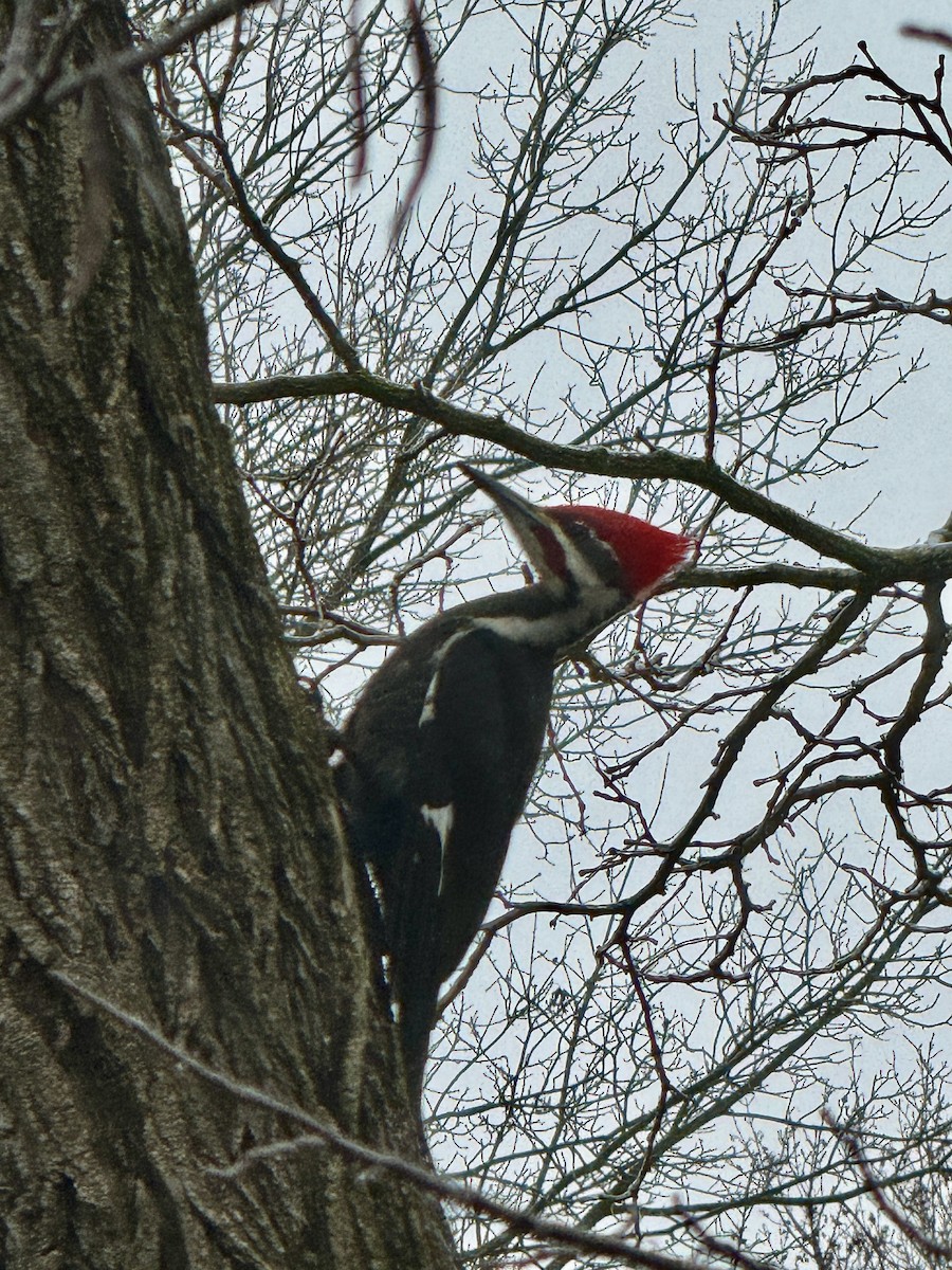 Pileated Woodpecker - ML613864755