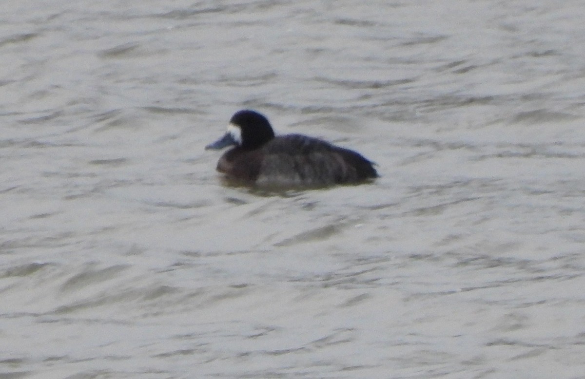 Greater Scaup - ML613864927