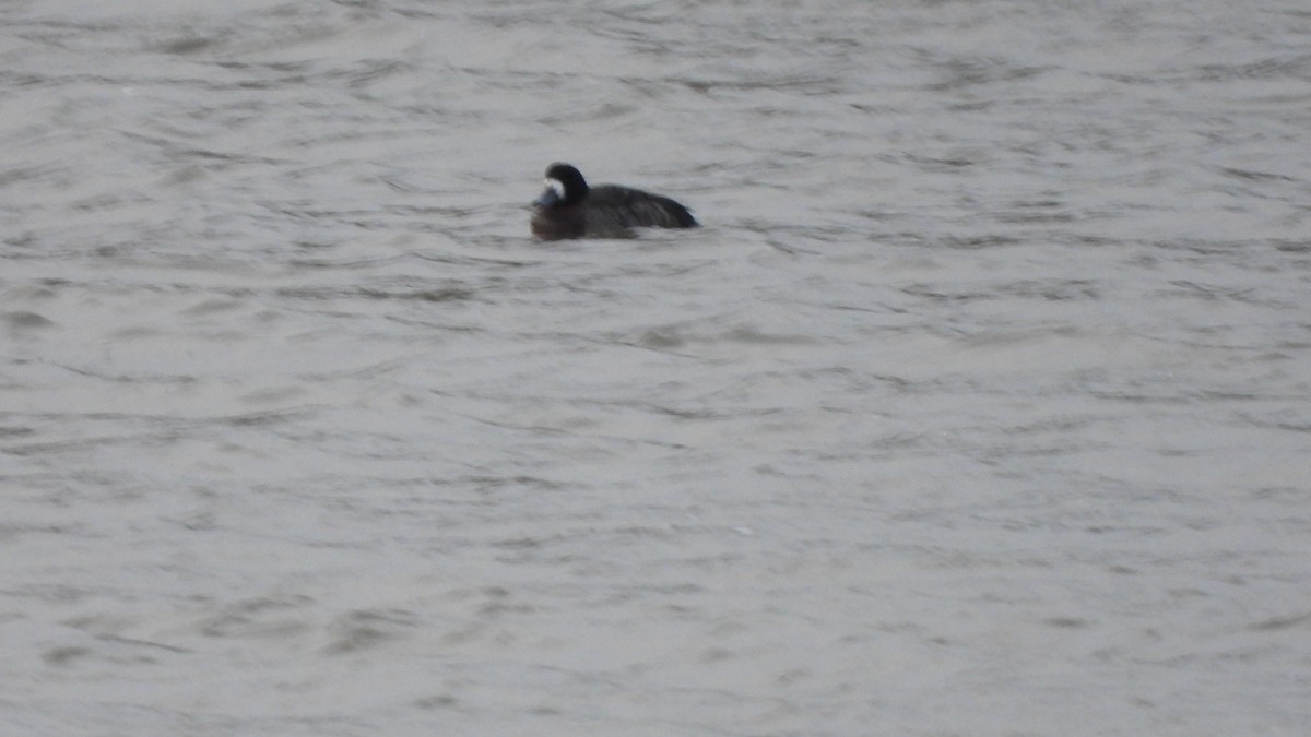 Greater Scaup - ML613864928