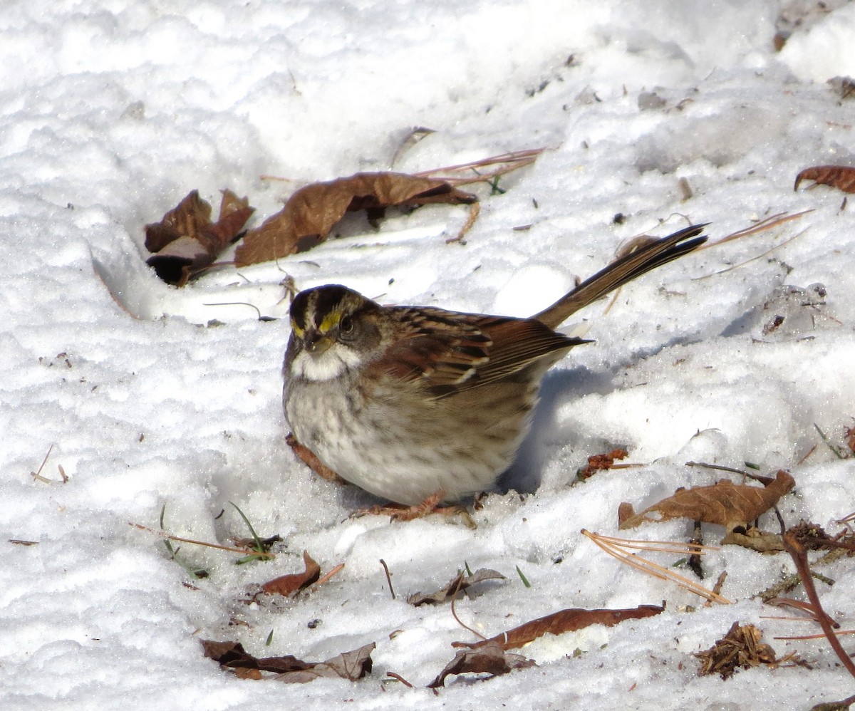 White-throated Sparrow - Joe Sebastiani